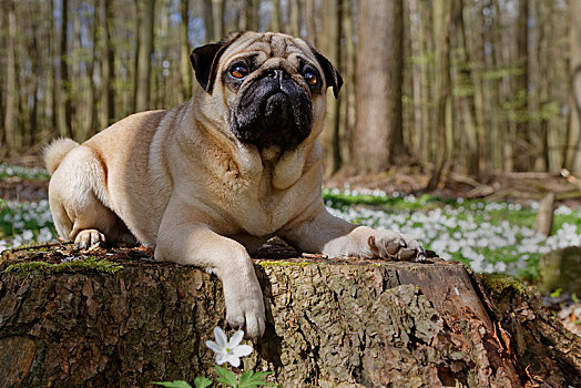 哈巴狗,躺着,树干,石荷州,德国,欧洲