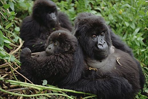 山地大猩猩,大猩猩,雌性,维龙加山,北方,边界,卢旺达,刚果,乌干达