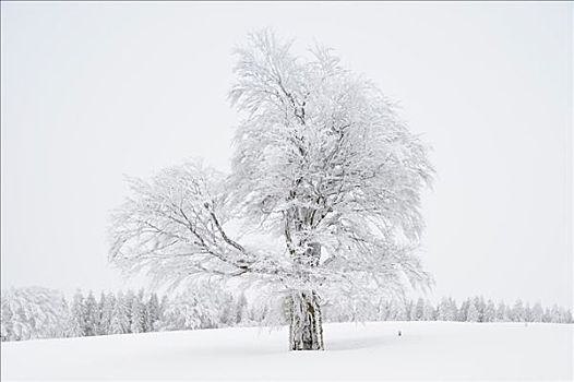 积雪,铜,山毛榉,南方,黑森林,巴登符腾堡,德国,欧洲