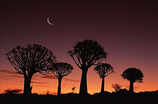 抖树,二歧芦荟,黄昏,箭筒树,基特曼斯胡普,纳米比亚