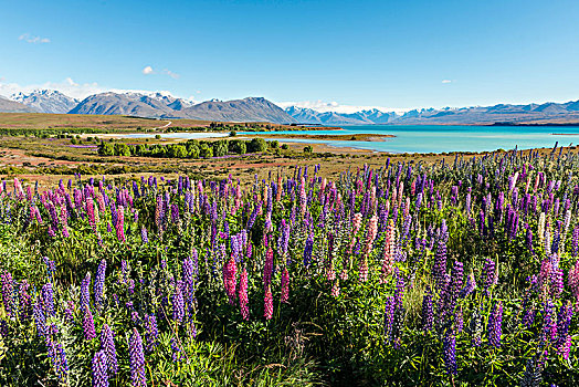紫色,羽扇豆,特卡波湖,正面,南阿尔卑斯山,坎特伯雷,南岛,新西兰,大洋洲