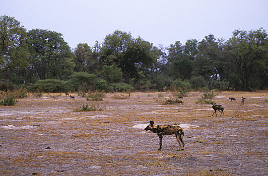博茨瓦纳,奥卡万戈三角洲,岛屿,非洲猎犬,猎捕