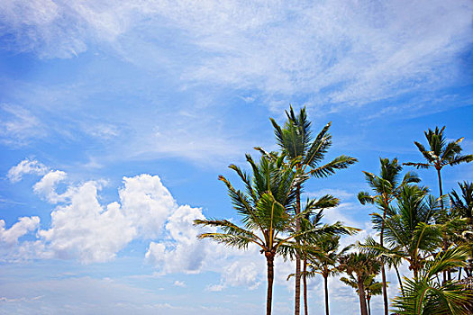 棕榈树,蓝天,云,蓬塔卡纳,多米尼加共和国