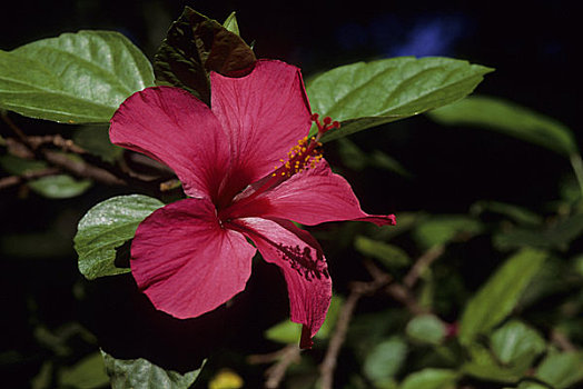 毛里求斯,花