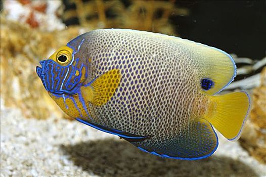 刺蝶鱼,印度洋