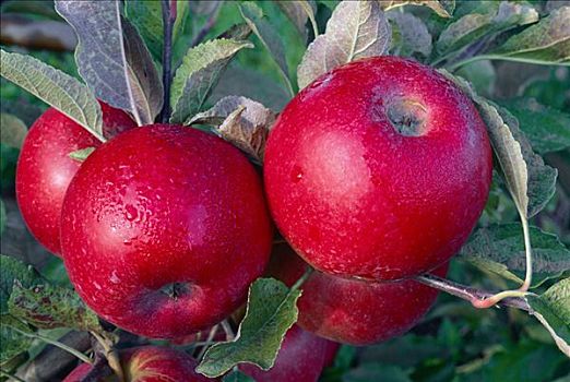 红苹果,安大略省,加拿大