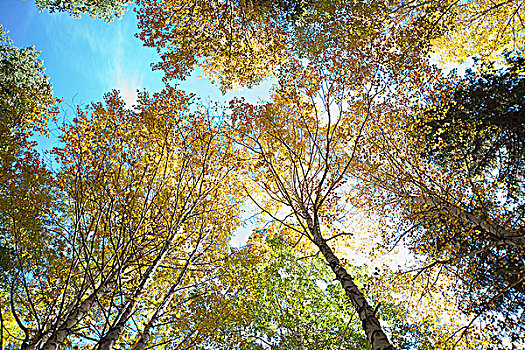 新疆阿勒泰喀纳斯秋天的白桦树林