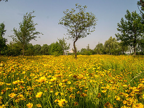 黄花树林
