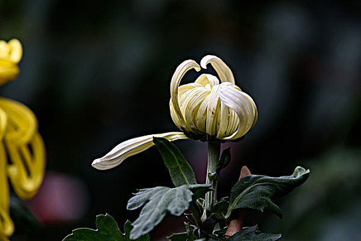 菊花特写