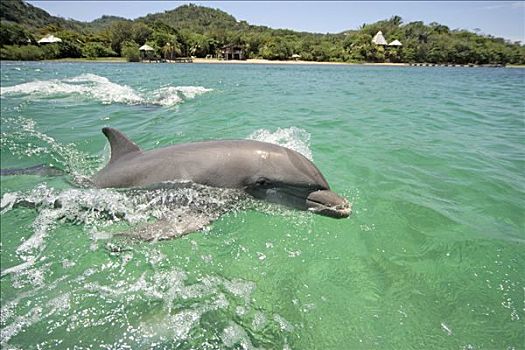 普通,宽吻海豚,成年,跳跃,室外,水,加勒比海,洪都拉斯,中美洲