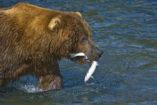 棕熊,抓住,三文鱼,布鲁克斯河,溪流,瀑布,卡特麦国家公园,阿拉斯加,美国,北美
