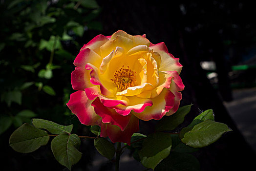 唯美月季花,美轮美奂月季花