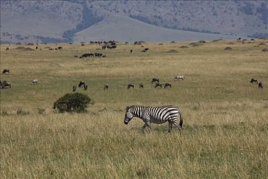 斑马,站立,地点,马赛马拉国家保护区,肯尼亚