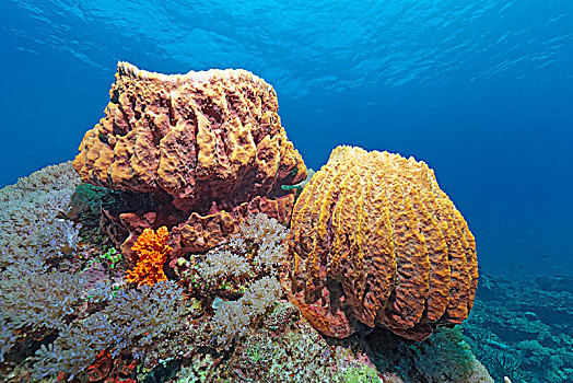 海绵,珊瑚礁,巴拉望岛,湖,太平洋,菲律宾,亚洲