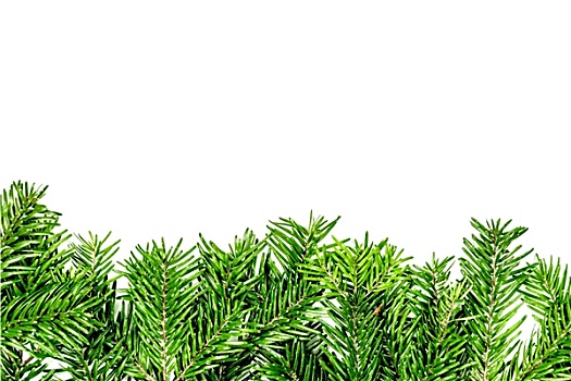 绿色,枝条,圣诞树,白色背景