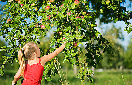 小女孩,挑选,苹果,树,天气,晴朗
