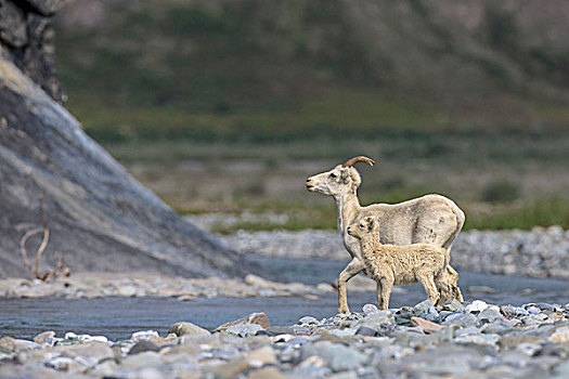 石山羊,河,北极国家野生动物保护区,阿拉斯加
