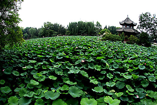 河北保定莲池书院夏日美景