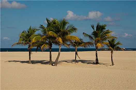 海滩,棕榈树,植物,佛罗里达,美国,劳德代尔堡,迈阿密,风,天空,蓝色,夏天