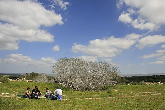 以色列,野餐,公园