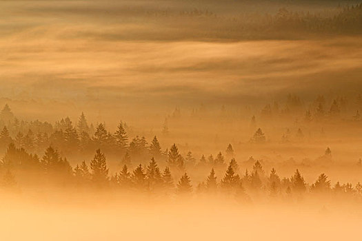 晨雾,树林,沃尔夫拉策豪森,上巴伐利亚,巴伐利亚,德国