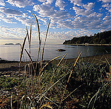 草,早晨,湾,半岛,不列颠哥伦比亚省,加拿大