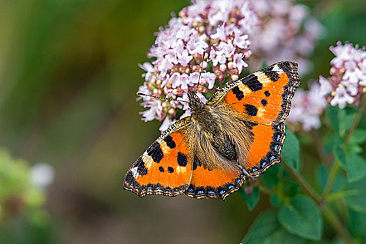 小,荨麻蛱蝶,牛至,图林根州,德国,欧洲