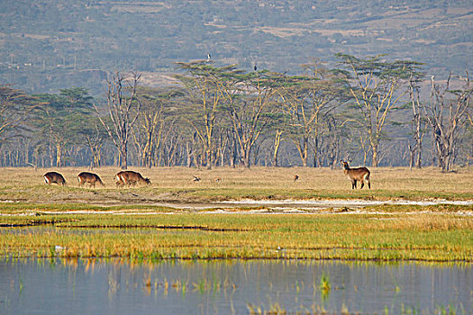 野生动物,纳库鲁湖国家公园