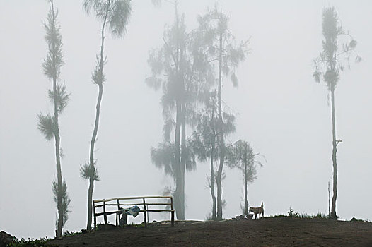 雾,遮盖,树,山,爪哇,印度尼西亚