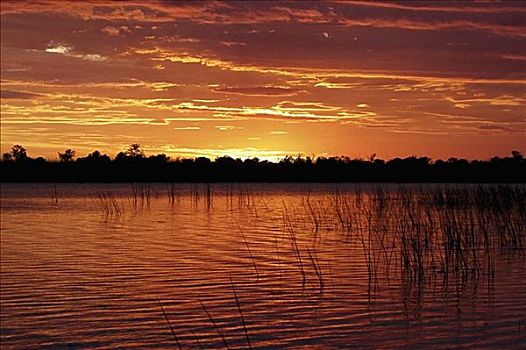 日落,上方,沼泽,奥卡万戈三角洲,博茨瓦纳