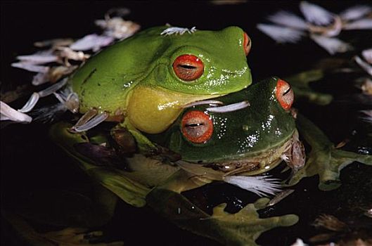 澳大利亚,红眼树蛙,一对,交配,国家公园
