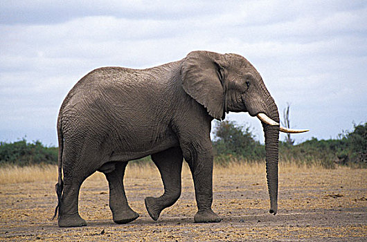 非洲象,安伯塞利国家公园,公园,肯尼亚