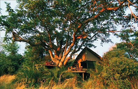 博茨瓦纳,奥卡万戈三角洲,露营,一个,奢华,小屋,非洲,帐篷