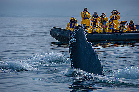 南极冰川鲸鱼喷水游客围观