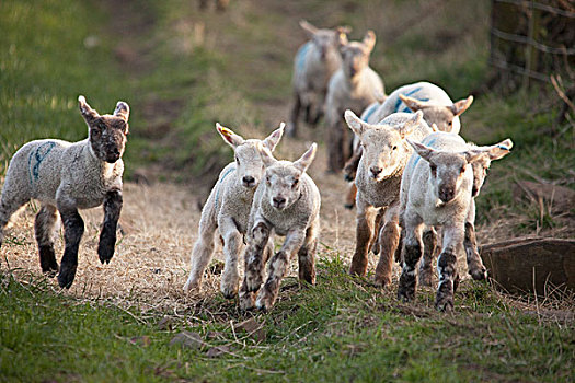 诺森伯兰郡,英格兰,羊羔,跑,小路