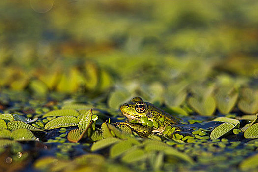 可食,青蛙,虎皮蛙,多瑙河三角洲,叶子,水,游泳,水中,欧洲,东欧,罗马尼亚