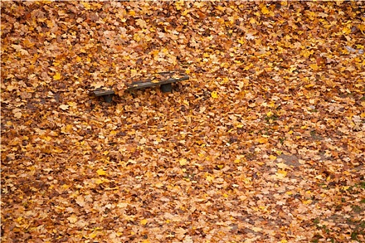 长椅,枫叶,城市公园,秋天