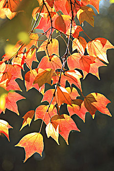 三角枫,红叶,秋天