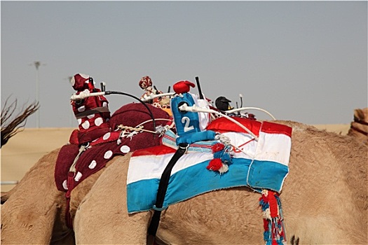 机器人,骑师,比赛,骆驼,多哈,卡塔尔