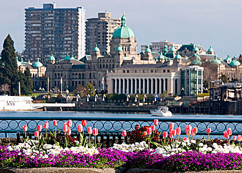 彩色,春花,正面,国会大厦,内港,维多利亚,加拿大