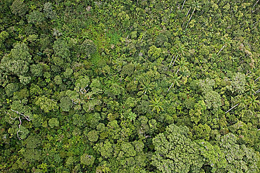 雨林,山,巴布亚新几内亚