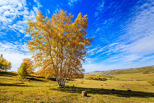 秋天蓝天白云下金黄色白桦树,内蒙古克什克腾旗乌兰布统草原