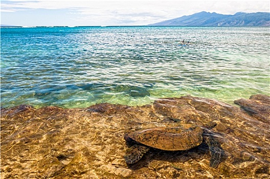 绿海龟,游泳,海洋,毛伊岛,夏威夷