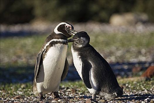 麦哲伦企鹅,小蓝企鹅,年轻,企鹅,巴塔哥尼亚,东海岸,大西洋,阿根廷,南美