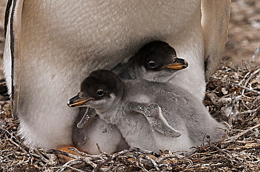 巴布亚企鹅,西部,福克兰群岛