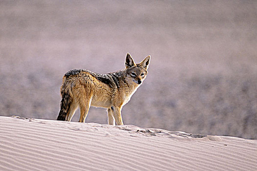 黑背狐狼,沙滩,沙丘,纳米比亚,非洲