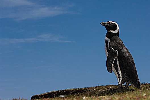 麦哲伦企鹅,小蓝企鹅,鹅卵石,岛屿,福克兰群岛