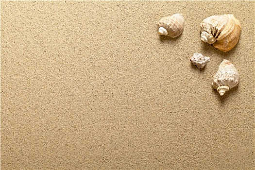 壳,沙滩