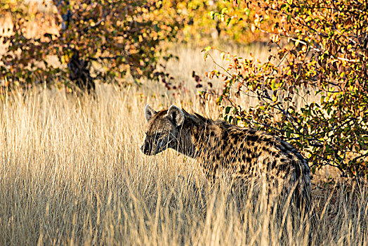 斑鬣狗,干草,马沙图禁猎区,博茨瓦纳,非洲