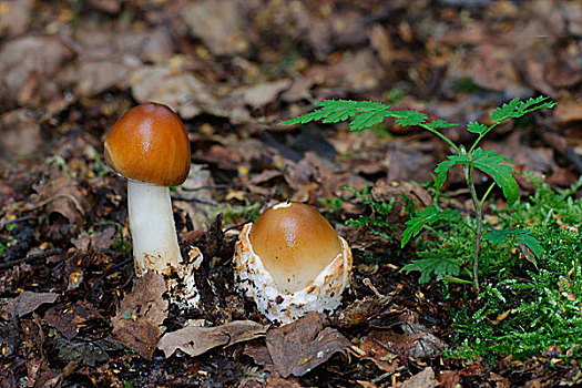 蘑菇,树林,地面,莱斯特,英格兰